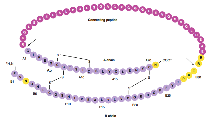 Primary sequence of insulin